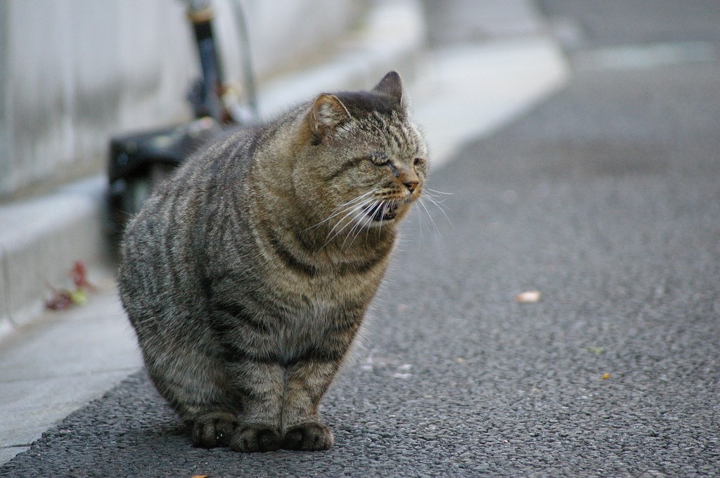 まんまるねこ