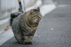 まんまるねこ
