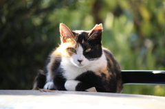 腕組みにゃんこ