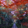嵐山鹿王院