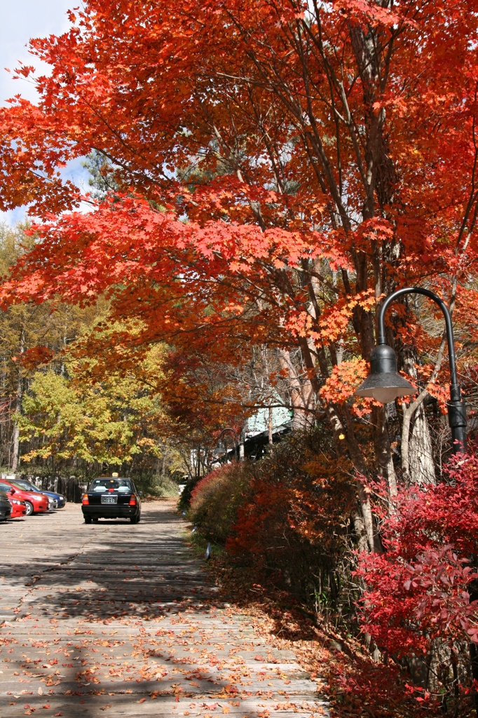 八ヶ岳紅葉