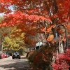 八ヶ岳紅葉
