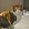 四谷の猫
