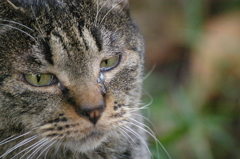 キジトラのポートレート