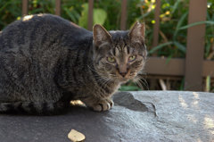 様子をうかがう猫