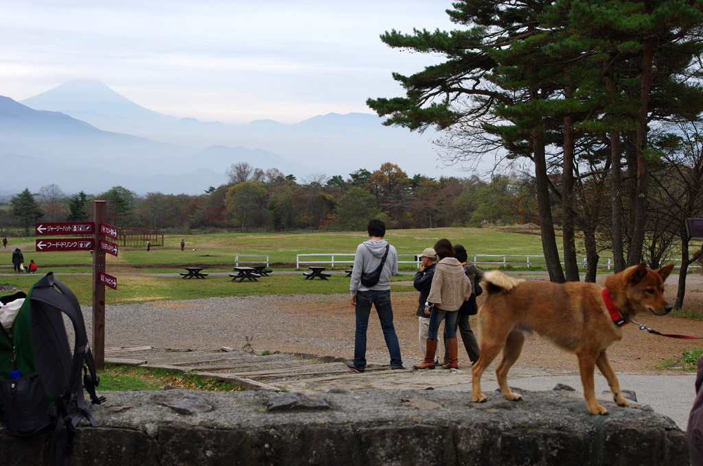 犬と富士