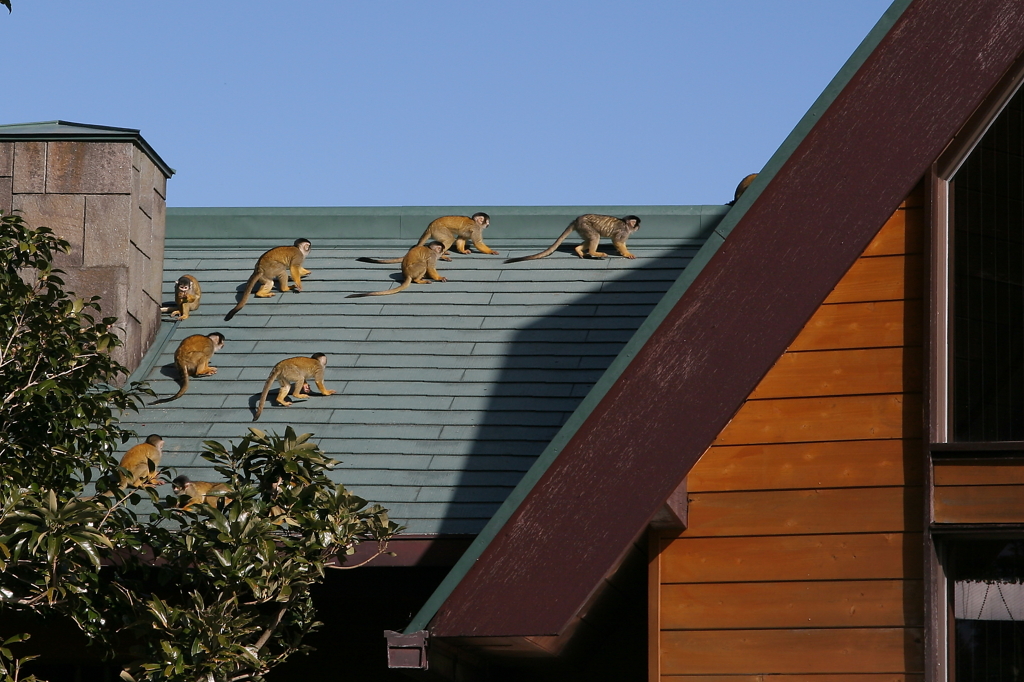人間ヲ襲撃ダ！