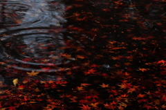 紅葉ゼリー　お一ついかが？