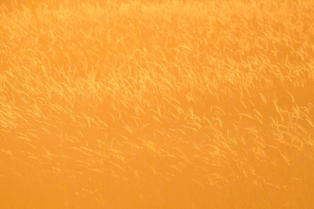 誘惑　塒へのお誘い