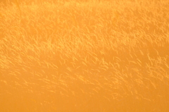 誘惑　塒へのお誘い