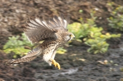 チョウゲンボウ♀