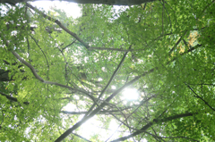 今熊野