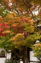 圓光寺