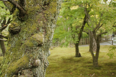 東福寺