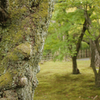 東福寺