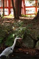 上賀茂