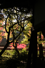 上賀茂
