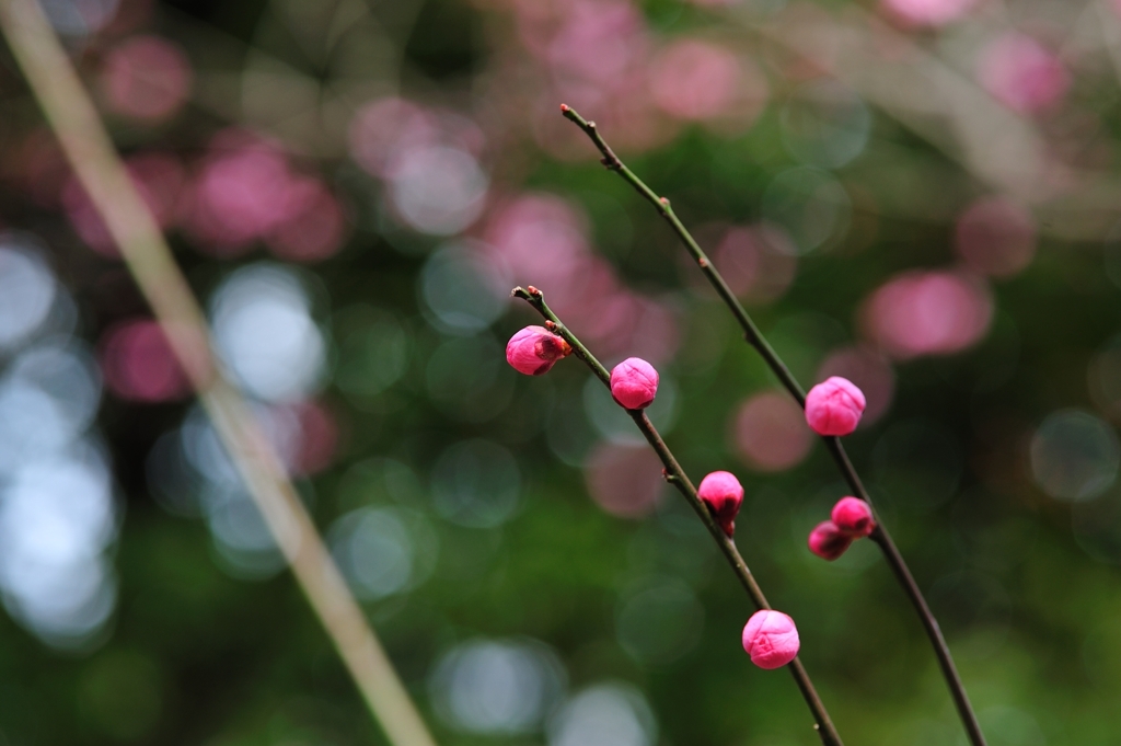 開花寸前♪