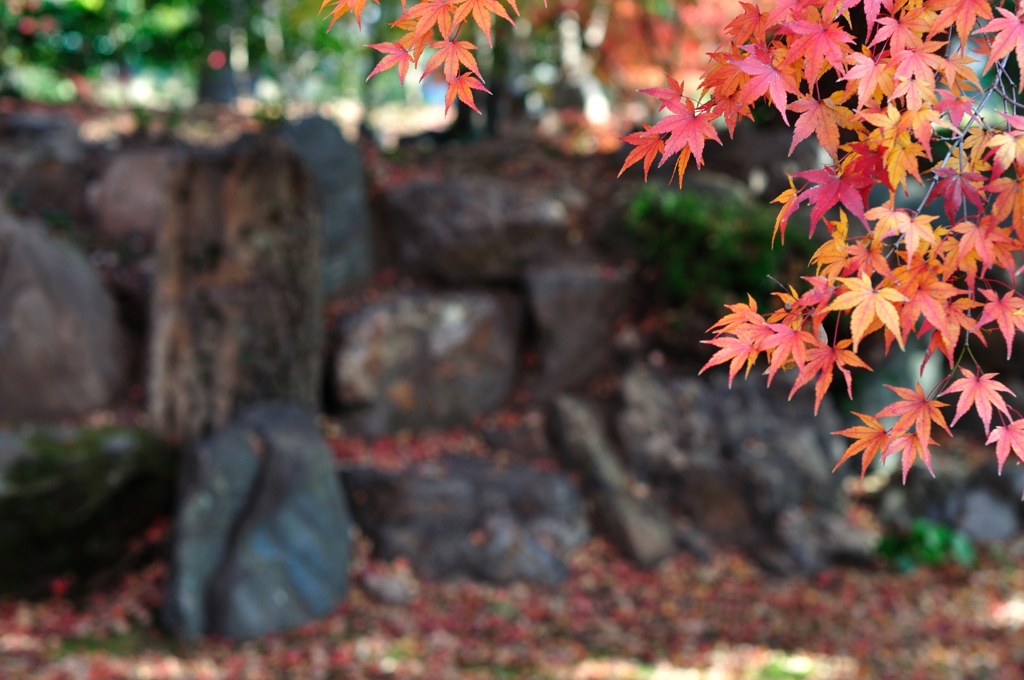 紅葉と落葉