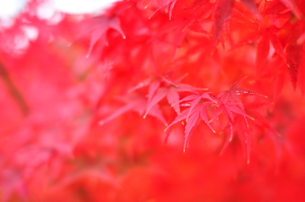紅一色