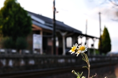 駅に咲く花。