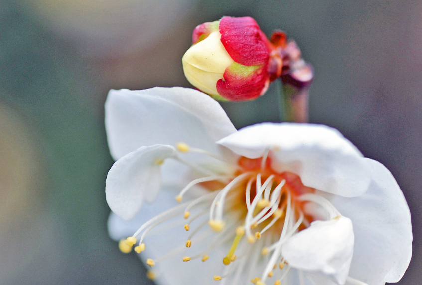梅の蕾