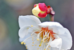 梅の蕾