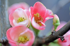 ボケの花