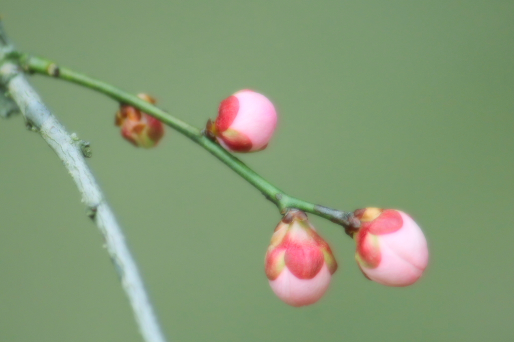 桃色手毬