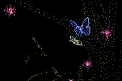 夜光蝶