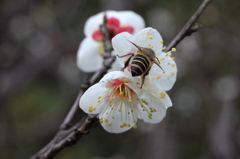 横縞