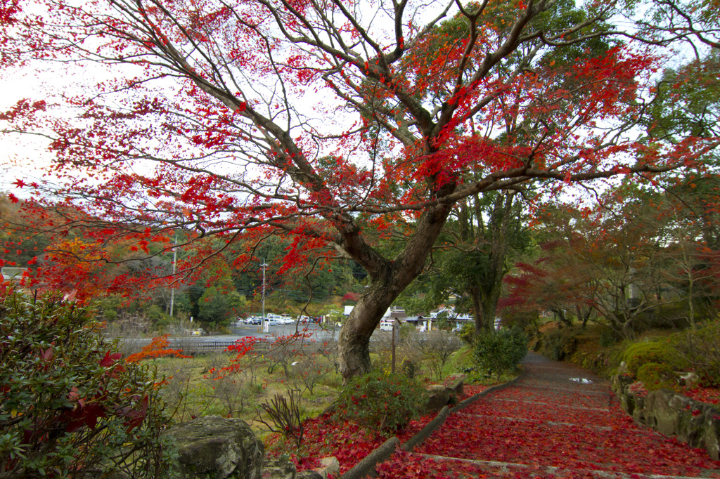 落葉 -rakuyou-