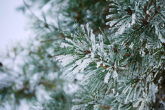 雪の華