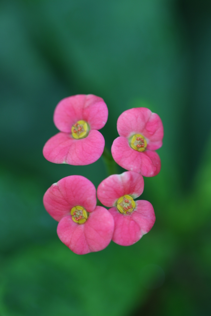 夢の島熱帯植物園