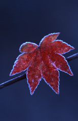 1998-11-11大町ダム付近