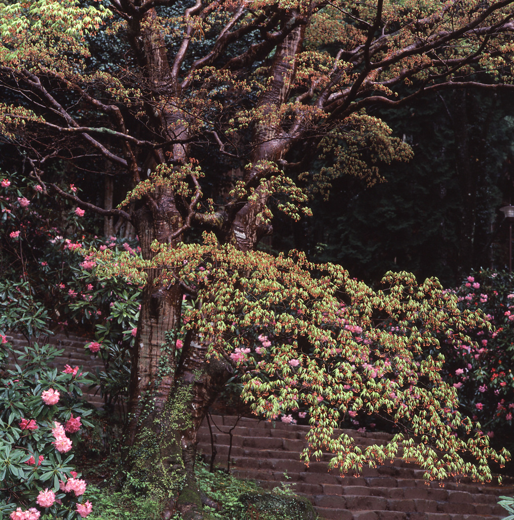 95-4-10室生寺