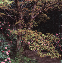 95-4-10室生寺