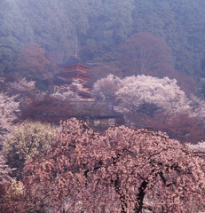 95-4-10長谷寺