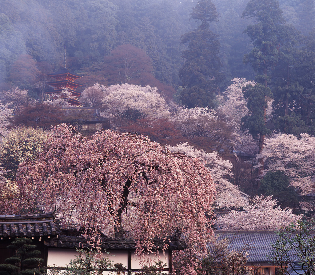 95-4-10長谷寺