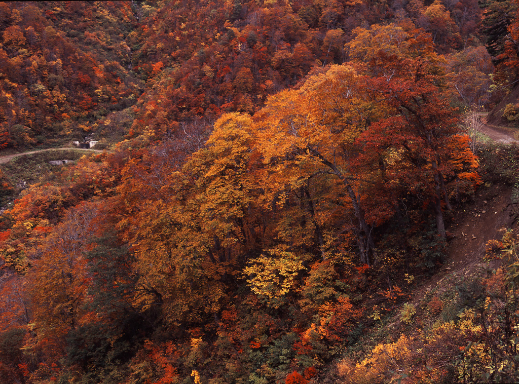 2003-10-17-小谷妙高林道2