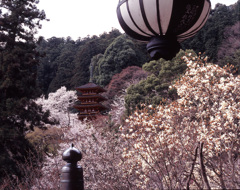 2004-4-10-長谷寺
