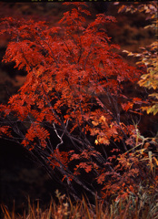 2003-10-17-小谷妙高林道3