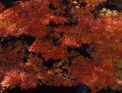 1999-10-16せせらぎ街道　