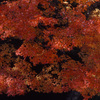 1999-10-16せせらぎ街道　