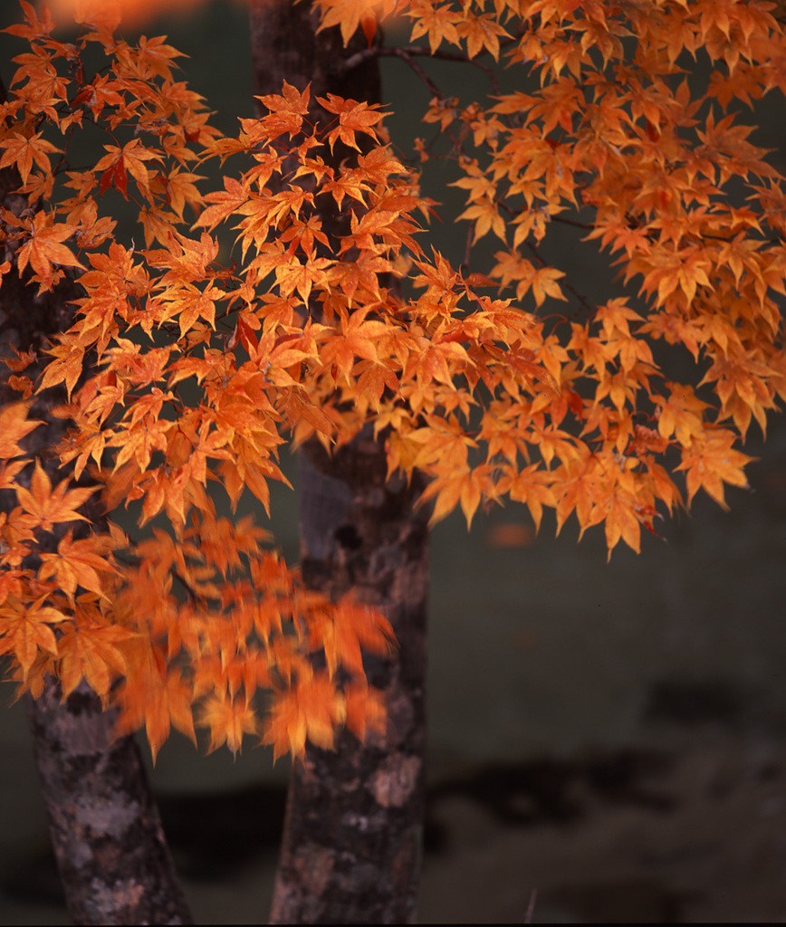 1999-11-15道の駅清美