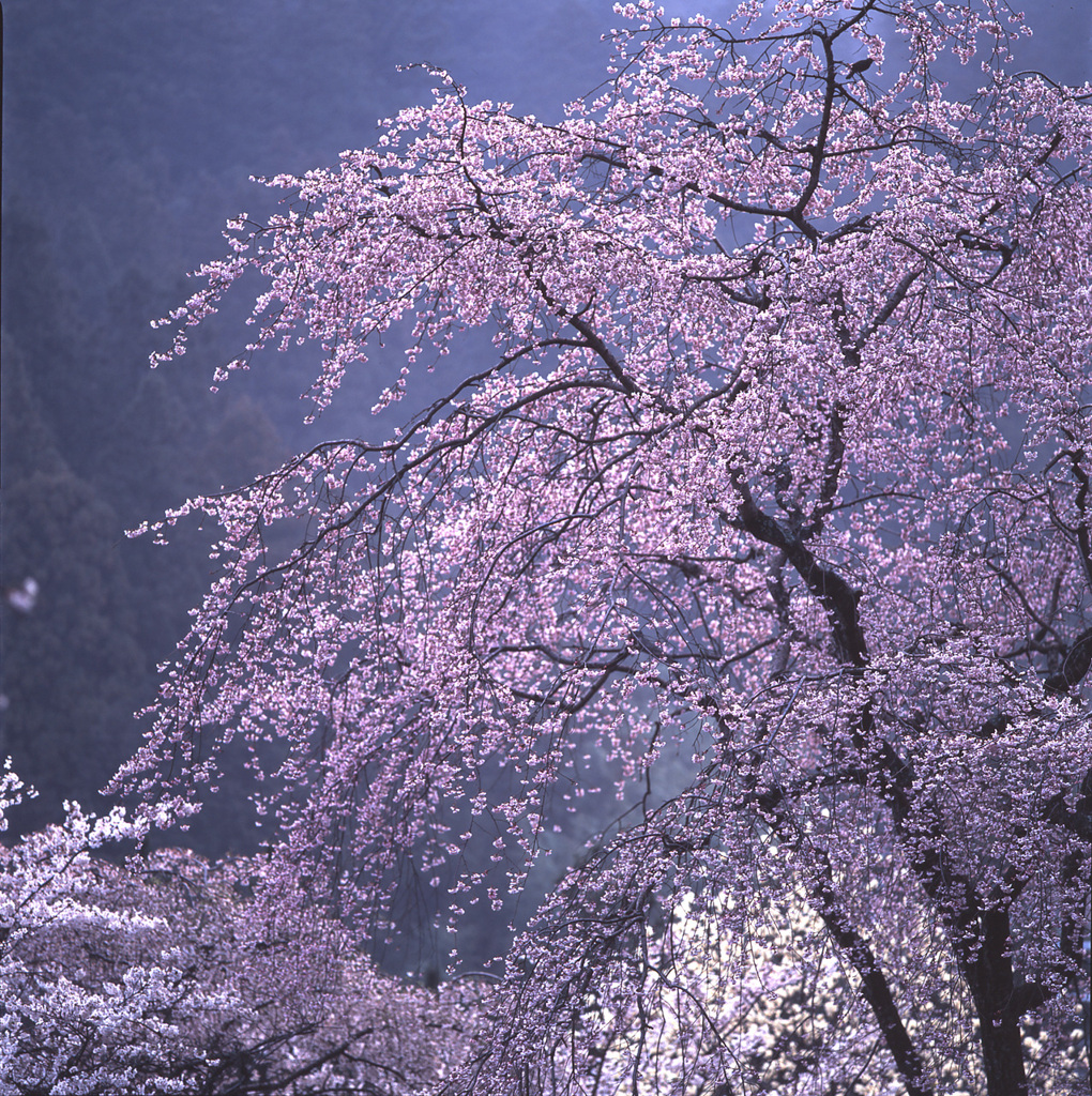95-4-10長谷寺