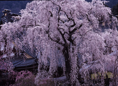 2004-3-30-久遠寺