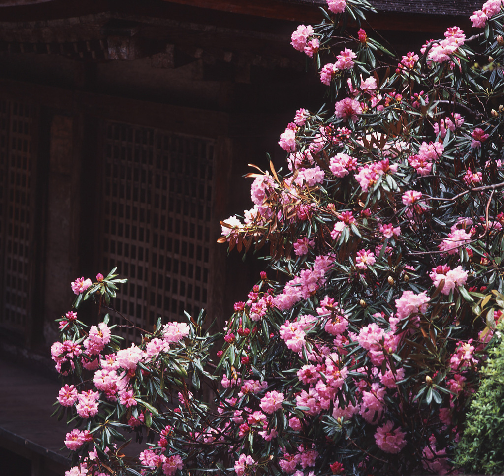 95-4-10室生寺