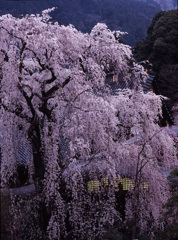 2004-3-30-久遠寺