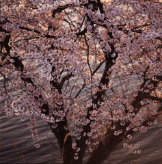 1996-4-16海津大崎